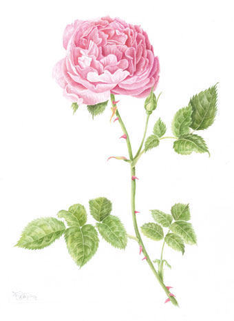 Rosa Gentle Hermione by Annie Berriman